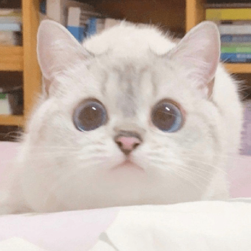 Uno gato 8