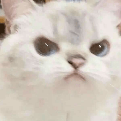 Uno gato 13