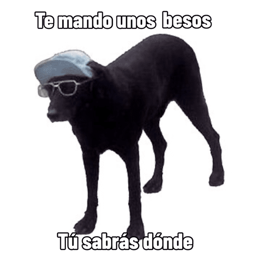 Ola 8