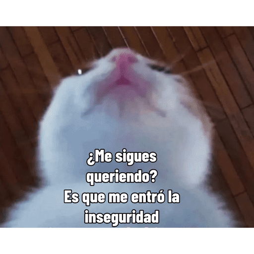 Ola 11