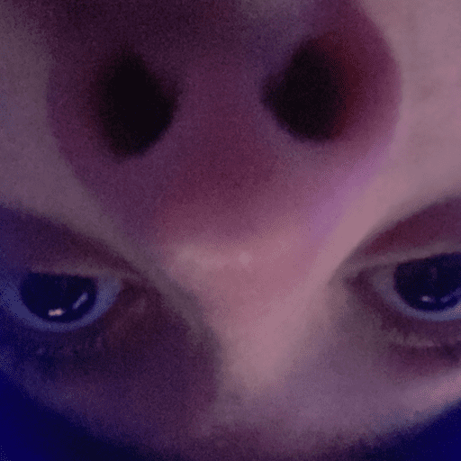 Tuga 11