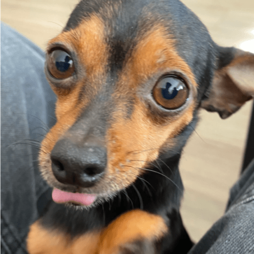 Tuga 13