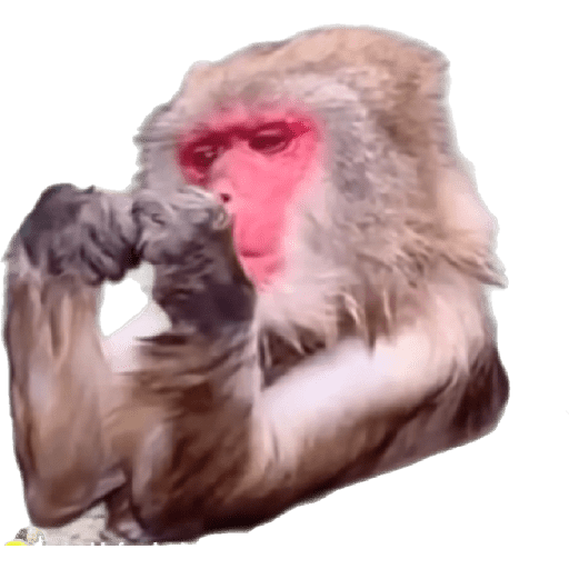 Gsjs 5