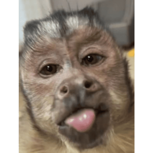 Monos 3