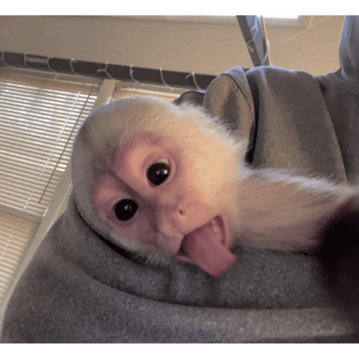 Monos 2