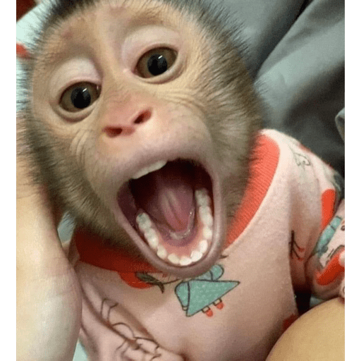 Monos 14