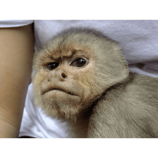 Monos 10