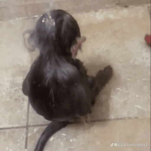 Monos 5