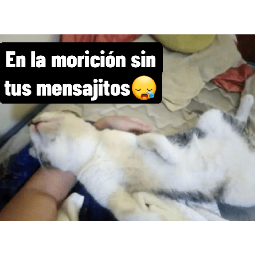Cats 1