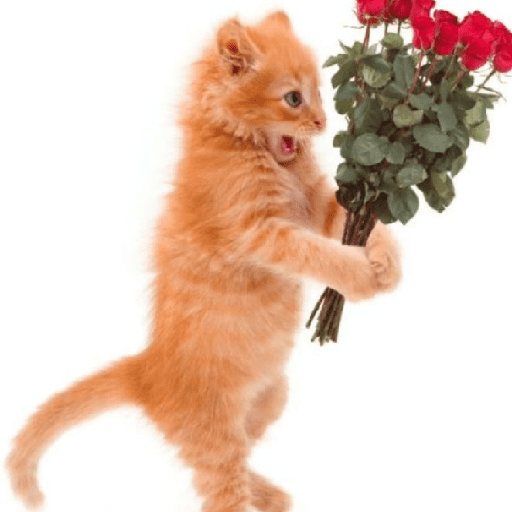 AMO GATOS PRA KRL 22