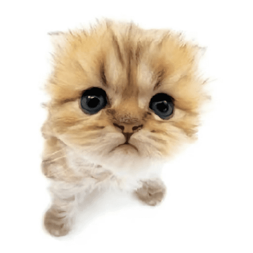 AMO GATOS PRA KRL 1