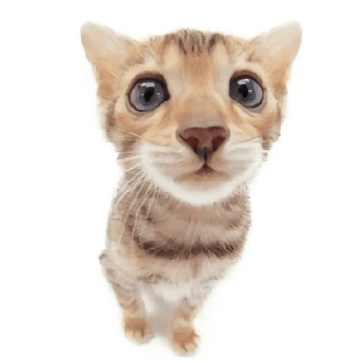 AMO GATOS PRA KRL 3