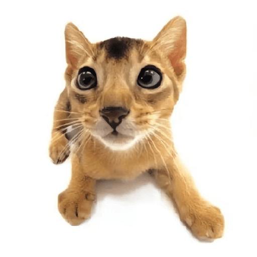 AMO GATOS PRA KRL 4