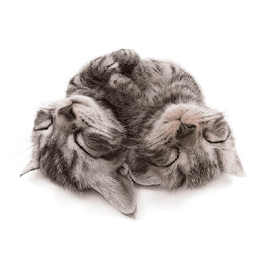 AMO GATOS PRA KRL 5