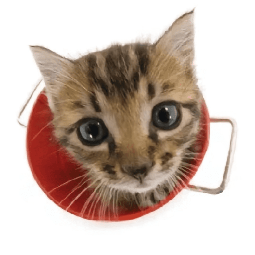 AMO GATOS PRA KRL 6