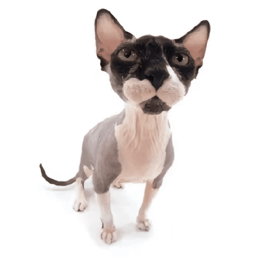 AMO GATOS PRA KRL 7