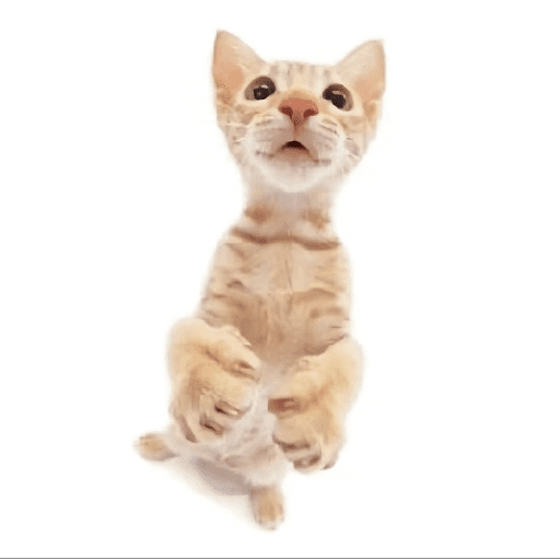 AMO GATOS PRA KRL 8