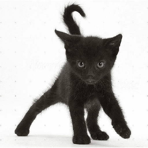 AMO GATOS PRA KRL 9
