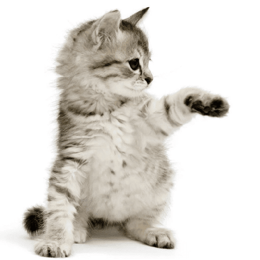 AMO GATOS PRA KRL 10
