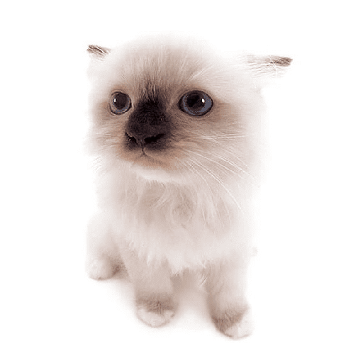 AMO GATOS PRA KRL 11