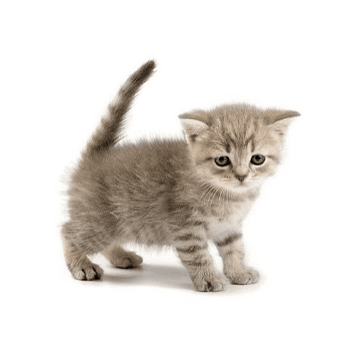 AMO GATOS PRA KRL 12