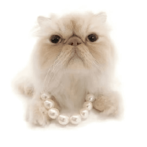 AMO GATOS PRA KRL 13