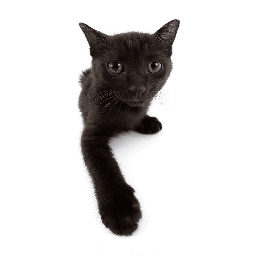 AMO GATOS PRA KRL 14