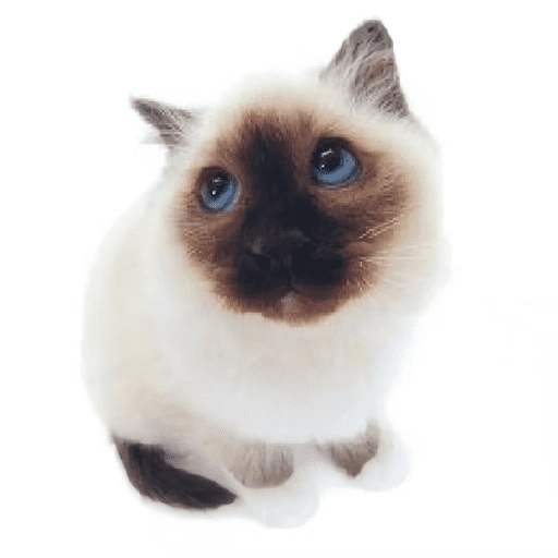 AMO GATOS PRA KRL 15