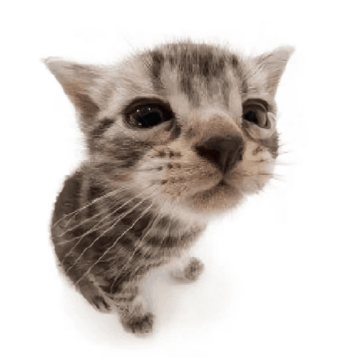 AMO GATOS PRA KRL 16