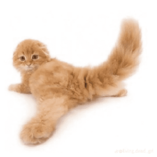 AMO GATOS PRA KRL 18