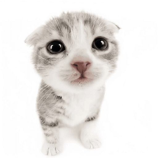 AMO GATOS PRA KRL 19