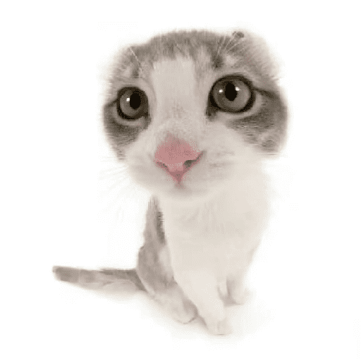 AMO GATOS PRA KRL 20