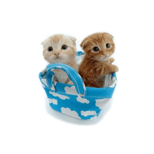 AMO GATOS PRA KRL 21