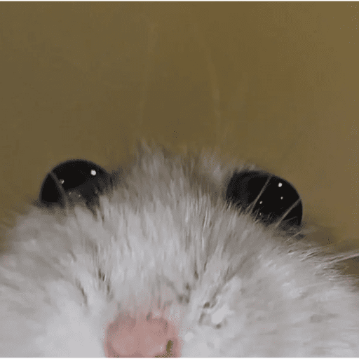 Hdhehshs 11