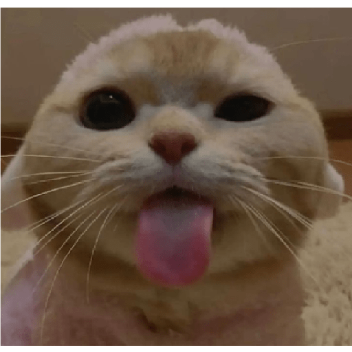 Gatos 2