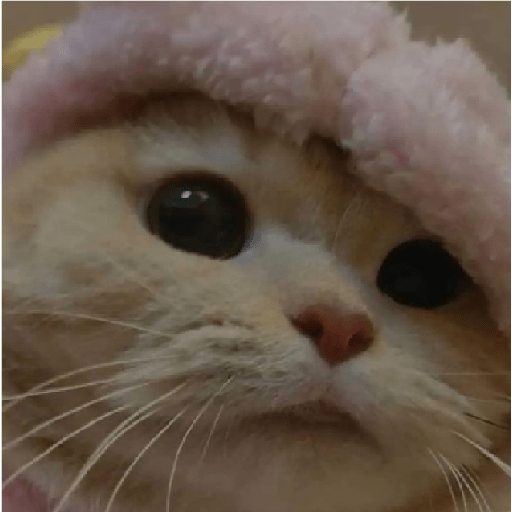 Gatos 3