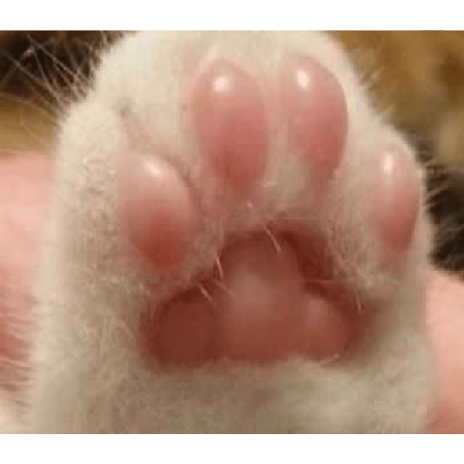 Gatos 1