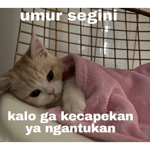 Apaantuh 15