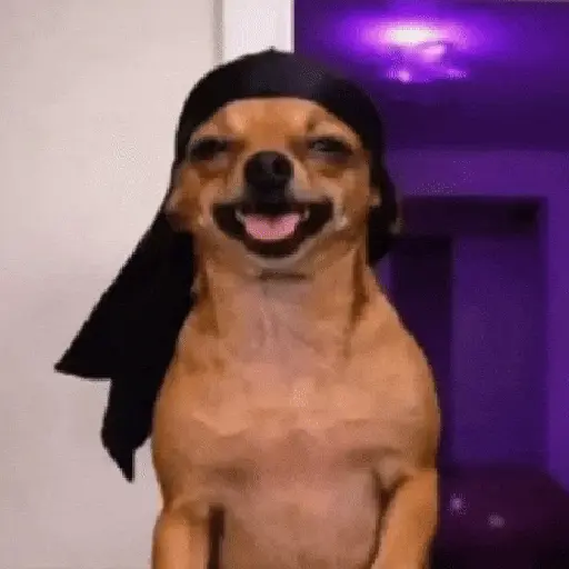 Doguinhos|cachorros 🐕 15