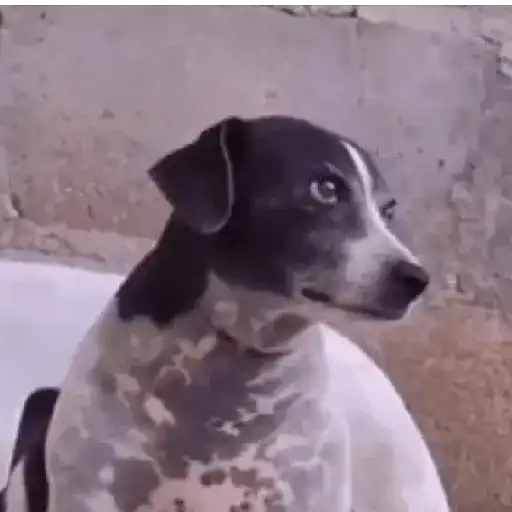 Doguinhos|cachorros 🐕 5