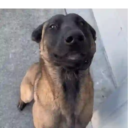 Doguinhos|cachorros 🐕 3