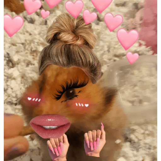Hamster maquiando 🐹 4