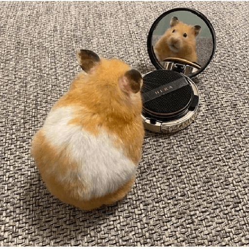 Hamster maquiando 🐹 8