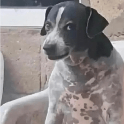 ANIMAIS ENGRAÇADOS❤️
