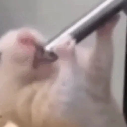 Tik Tok Memes Gif 4