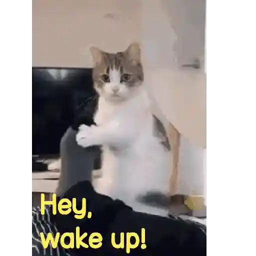Good night cat 27