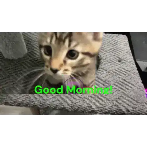 Good night cat 16