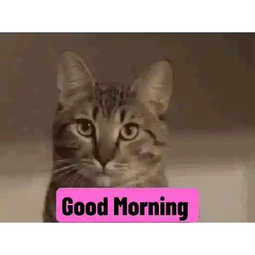 Good night cat 28