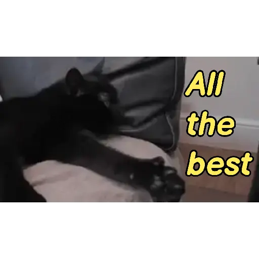 Good night cat 24