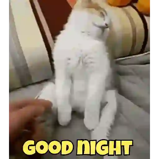 Good night cat 7